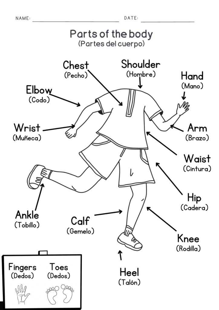 Todas Las Partes Del Cuerpo En Ingl S Y Espa Ol