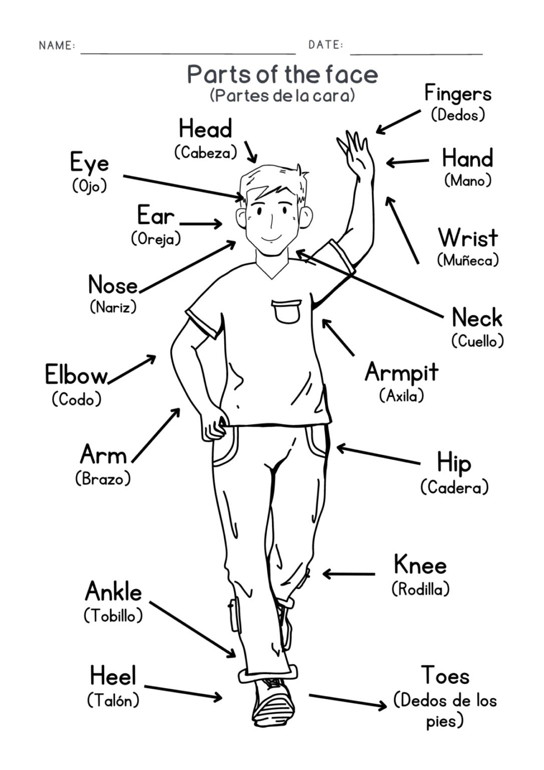 Todas las partes del cuerpo en inglés y español