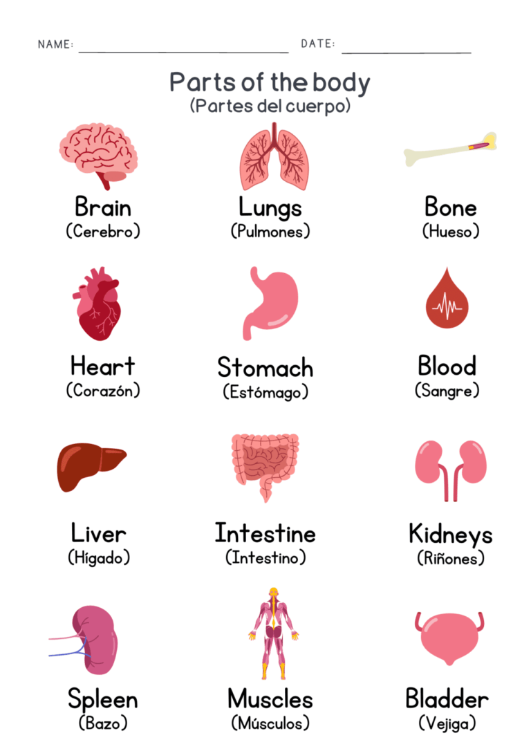 Todas las partes del cuerpo en inglés y español