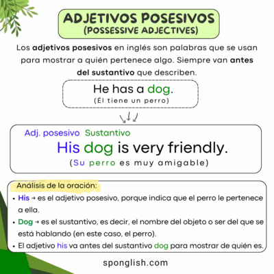 Adjetivos posesivos en inglés