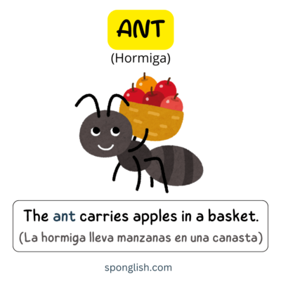 palabra con a en inglés